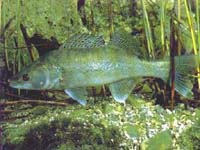 zander